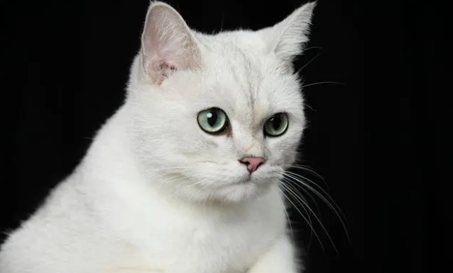 猫咪怀孕期间拉肚子怎么办