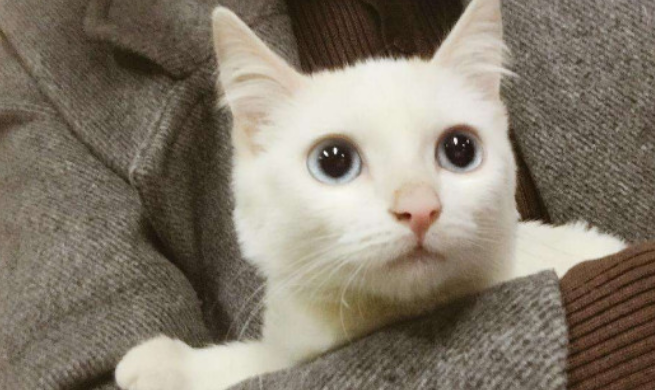 给猫打什么疫苗
