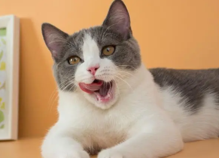 宠物猫可以吃薯片吗为什么 宠物猫可以吃薯片吗为什么