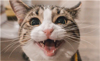 母猫一直叫个不停是怎么回事？一文详细盘点