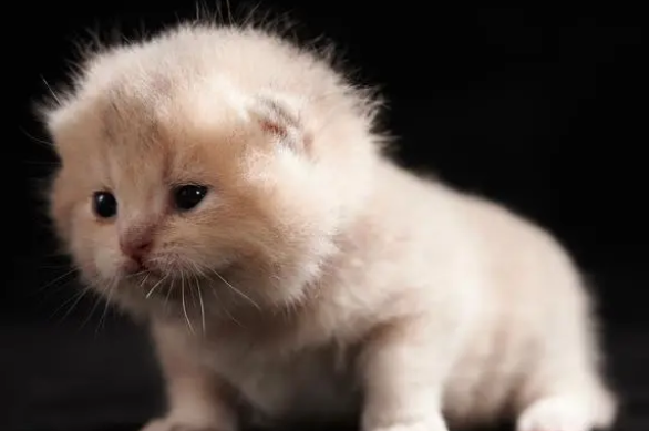 小奶猫多大可以洗澡