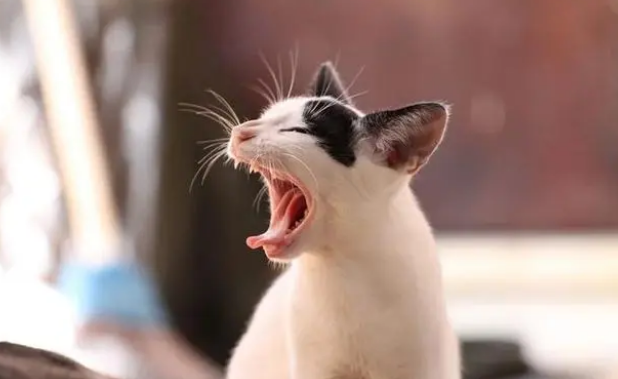 猫咪衣原体感染的症状 猫咪衣原体感染的症状