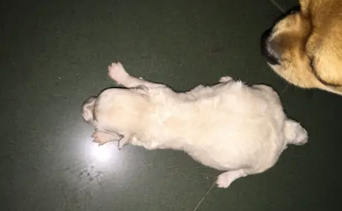 狗肚子大大胀胀的吃什么药