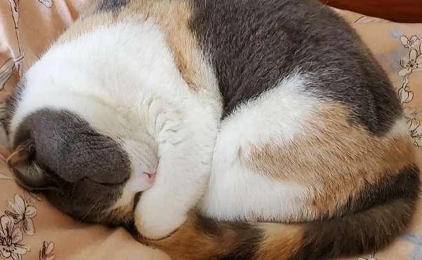 猫咪为什么缩成一团