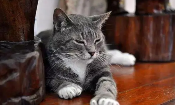 猫一直在卧室门口叫人一出去就不叫 猫一直在卧室门口叫人一出去就不叫