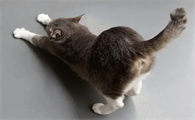 猫体外驱虫后没精神嗜睡不吃饭