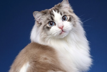 猫抗病毒用什么药好 猫抗病毒用什么药好