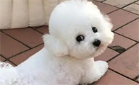 比熊犬掉毛是怎么回事