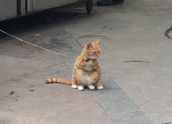路边一只橘猫被拴住,却让人有些好奇,靠近看清后乐得直不起腰 路边一只橘猫被拴住,却让人有些好奇,靠近看清后乐得直不起腰