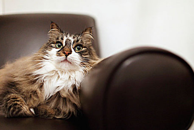猫得了猫鼻支症状有哪些 猫得了猫鼻支症状有哪些
