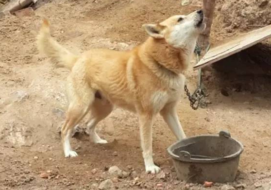 中国本土狗的品种有哪些?来这看看~ 中国本土狗的品种有哪些?来这看看~