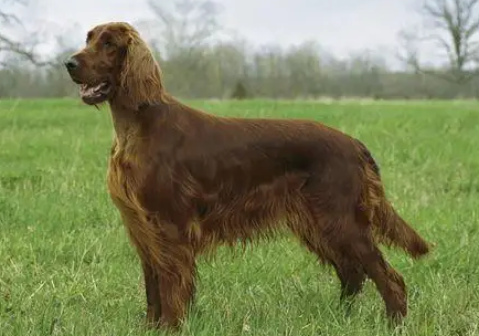 爱尔兰雪达犬和金毛犬的区别，铲屎官快来看看！
