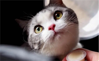 猫咪可以吃酸奶吗