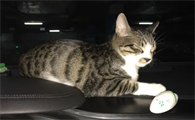 猫丢了找猫的窍门