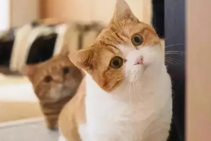 怎么训练猫咪上厕所