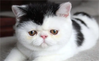 猫一只眼睛有分泌物怎么办