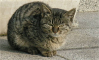 给野猫喂什么食物比较好