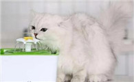 猫咪生病会趴在水盆前是为什么