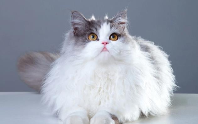 为什么很少人养波斯猫 为什么很少人养波斯猫