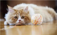 母猫多久停止给小猫喂奶
