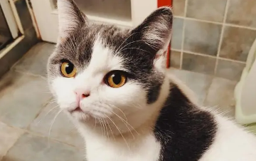 猫咪不洗澡怎么保持干净 猫咪不洗澡怎么保持干净