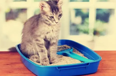猫咪粪便臭怎么回事吃什么药