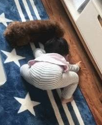 小主人的球掉桌底了,小泰迪立马上前帮忙:你要啥,我帮你拿 小主人的球掉桌底了,小泰迪立马上前帮忙:你要啥,我帮你拿