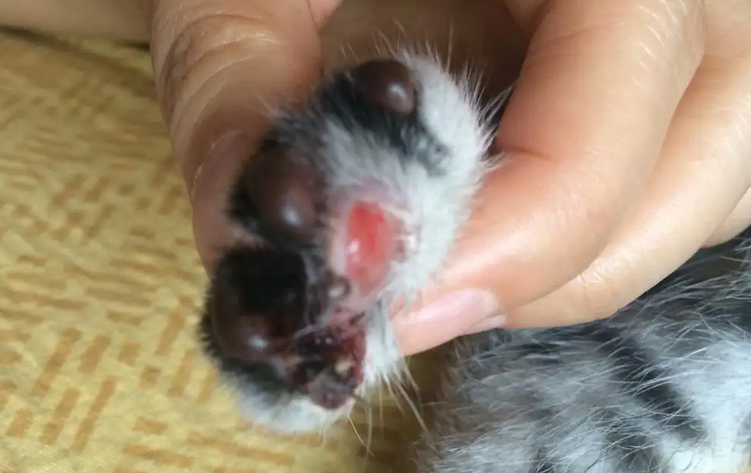 猫脚掌溃烂是什么症状引起的 猫脚掌溃烂是什么症状引起的