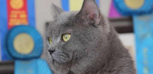 蓝猫公猫多大开始发情?我告诉你! 蓝猫公猫多大开始发情?我告诉你!