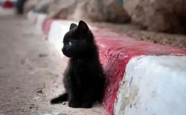 被主人弃养的流浪猫，每天守在人类家门口，为求收留主动钻进猫包