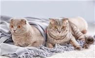 小猫摔伤之后总睡觉咋回事