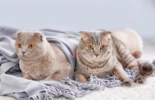 小猫摔伤之后总睡觉咋回事 小猫摔伤之后总睡觉咋回事