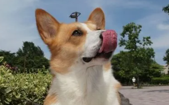 狗狗有癣用什么药膏好得快