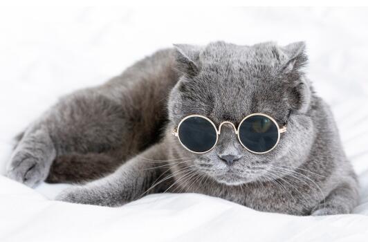 矮脚蓝猫和普通蓝猫有啥区别呢，一起来看看吧~