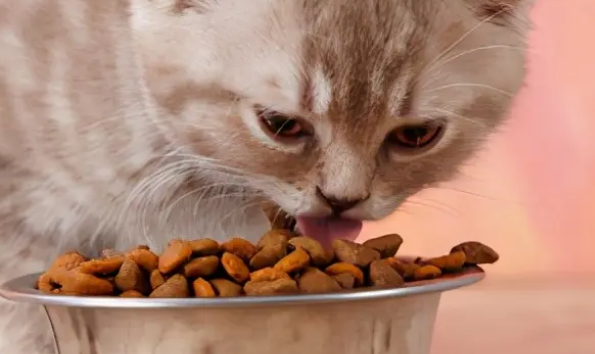 猫咪吃的少是什么原因?这几种情况要注意区分 猫咪吃的少是什么原因?这几种情况要注意区分