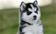 哈士奇幼犬怎么训练大小便