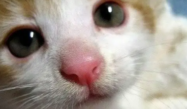 猫鼻子干怎么回事 猫鼻子干怎么回事