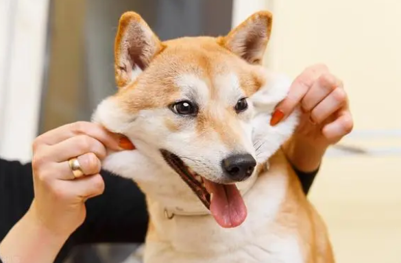 2000买柴犬靠谱吗?一文告知你 2000买柴犬靠谱吗?一文告知你