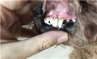 狗狗有牙垢口臭怎么办啊