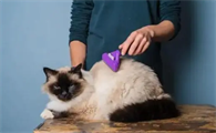 给猫咪做完驱虫家里有跳蚤了怎么办