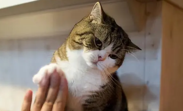 猫用爪子扒拉主人是什么意思