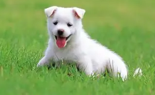狗狗过敏吃什么药 狗狗过敏吃什么药