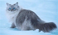 猫瘟怎么在家治疗