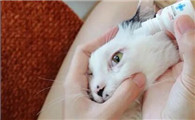 猫眼睛红肿流眼泪是怎么回事吃什么药