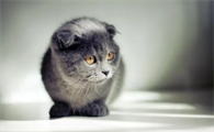 猫淌眼泪流鼻涕怎么回事儿
