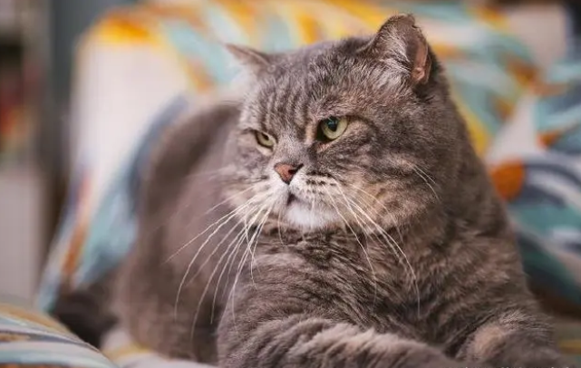 猫癣的传播途径