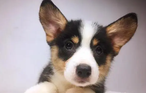 刚买的幼犬拉稀怎么办啊