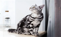 美国短毛猫怎么养