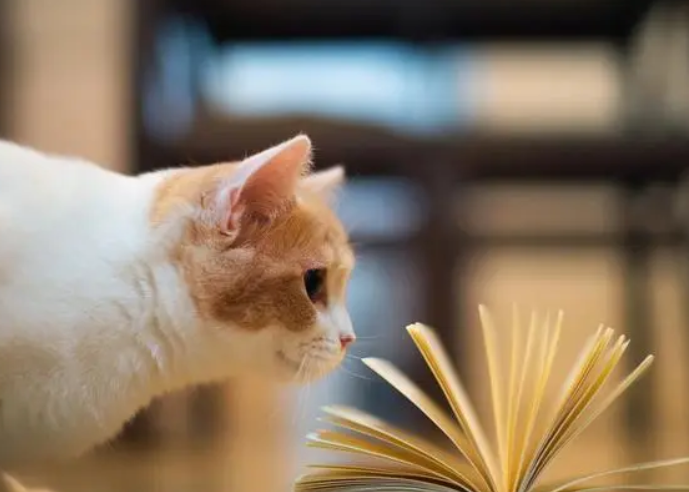 猫咪可以吃鸡蛋吗