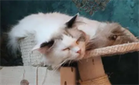 绝育的公猫还有骑射行为应该制止吗